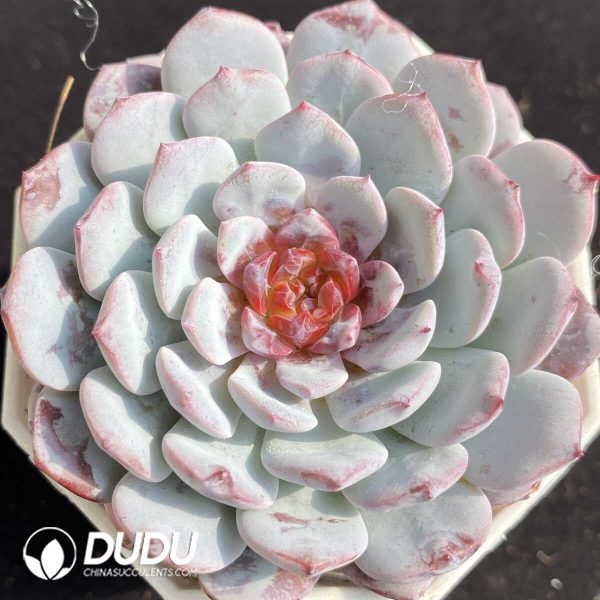 e201-472.jpg Echeveria White Sundae - Image 1