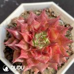 Echeveria Red Star