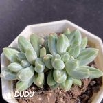 Pachyphytum Urakla Double Heads