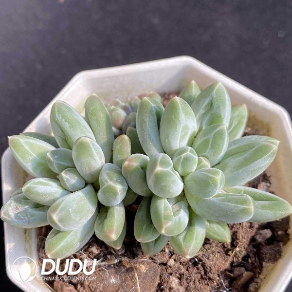 e201-474.jpg Pachyphytum Urakla Double Heads - Image 1