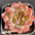 Echeveria 080 Pink Sugar