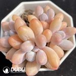 Graptopetalum  glutinous rice balls clustering