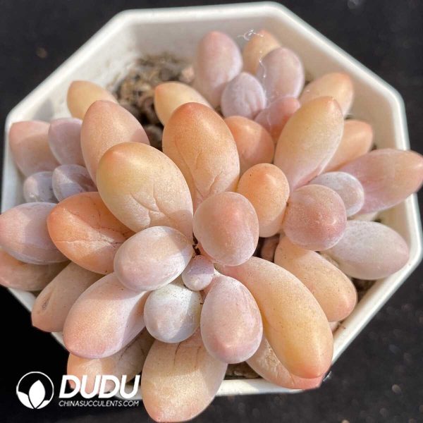 e201-476.jpg Graptopetalum  glutinous rice balls clustering - Image 1