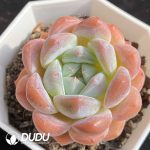 Echeveria Thick Dream