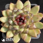 Echeveria Red Dragon Fruit