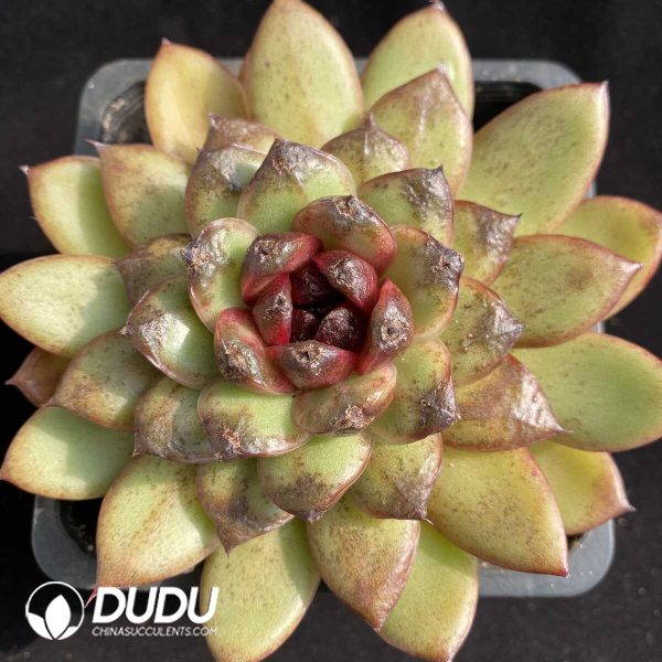 e201-478.jpg Echeveria Red Dragon Fruit - Image 1