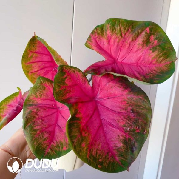 e201-480.jpg Presell - Caladium Lava Bulbs (100 pcs Extra Large Size) - Image 1