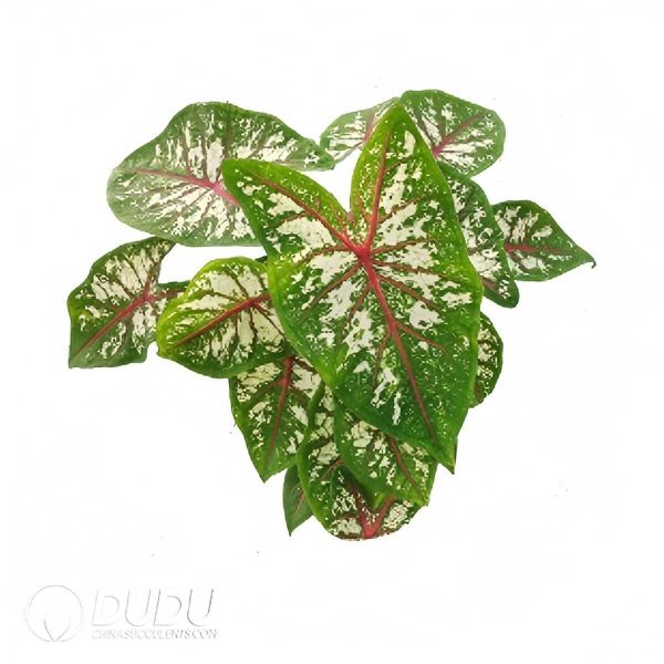 e201-482.jpg Presell - Caladium ‘Tapestry' Bulbs (100 pcs Extra Large Size) - Image 1