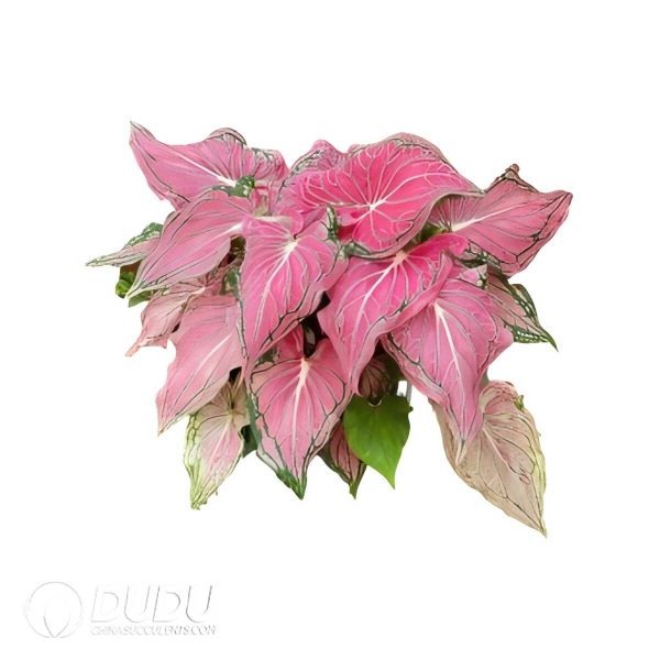 e201-484.jpg Presell - Caladium ‘Thai Beauty' Bulbs (100 pcs Extra Large Size) - Image 1