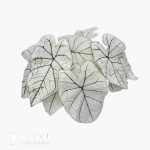 Presell-Caladium bicolor White Lovers Bulbs(100 pcs Small Size)