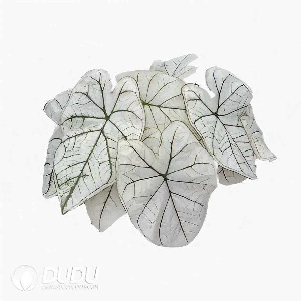e201-486.jpg Presell - Caladium bicolor White Lovers Bulbs (100 pcs Extra Large Size) - Image 1