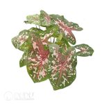 Presell-Caladium'Carolyn Whorton'Bulbs(100 pcs Small Size)