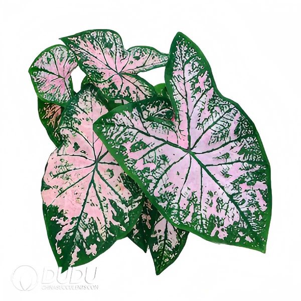 e201-489.jpg Presell - Caladium bicolor Pink Splash Bulbs (100 pcs Small Size) - Image 1