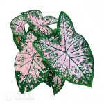 Presell-Caladium bicolor Pink Splash Bulbs(100 pcs Extra Large Size)