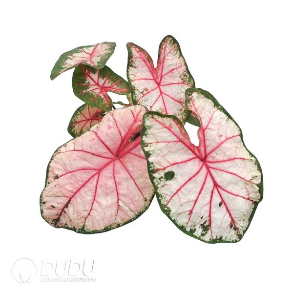 e201-491.jpg Presell - Caladium Apple Blossom Bulbs (100 pcs Small Size) - Image 1