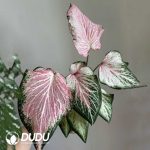 Presell-Caladium Bashful Bride Bulbs(100 pcs Small Size)
