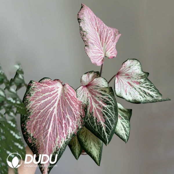 e201-494.jpg Presell - Caladium Bashful Bride Bulbs (100 pcs Extra Large Size) - Image 1