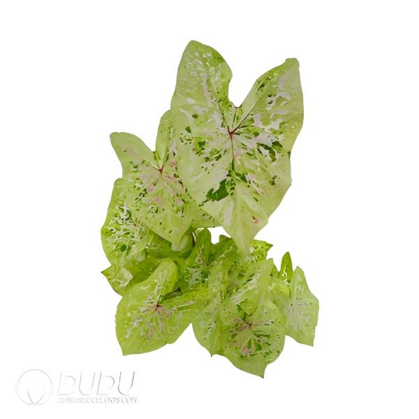 e201-495.jpg Presell - Caladium Pink Bubble Bulbs (100 pcs Small Size) - Image 1