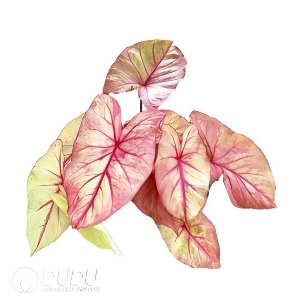 e201-497.jpg Presell - Caladium Dress Bulbs (100 pcs Small Size) - Image 1