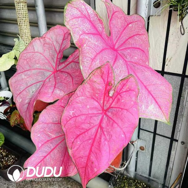 e201-499.jpg Presell - Caladium Annie Bulbs (100 pcs Small Size) - Image 1