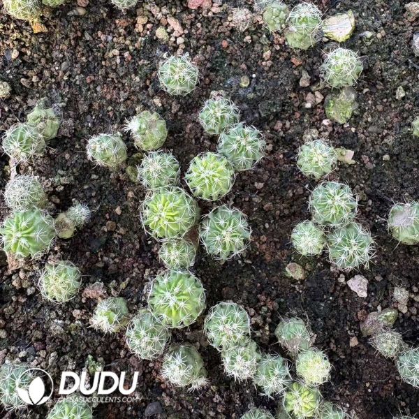 (Seed Grown)Stenocactus multicostatus Seedlings 100 pcs - Image 1
