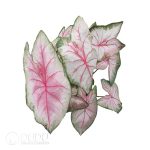 Presell-Caladium Pink Lover Bulbs(100 pcs Small Size)