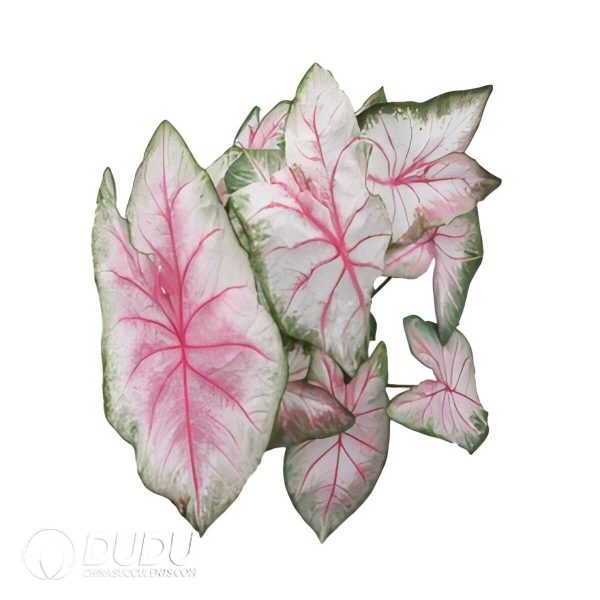 e201-502.jpg Presell - Caladium Pink Lover Bulbs (100 pcs Extra Large Size) - Image 1