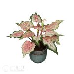 Presell-Caladium Lightly Dancing Bulbs(100 pcs Small Size)
