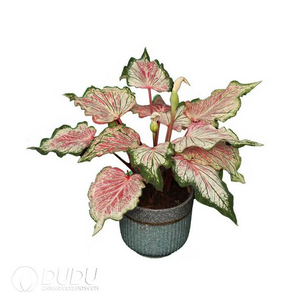 e201-503.jpg Presell - Caladium Lightly Dancing Bulbs (100 pcs Small Size) - Image 1