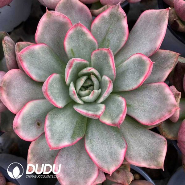 e201-505.jpg Echeveria Wild Horses X Variegared - Image 1
