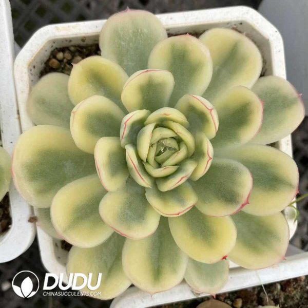 e201-506.jpg Echeveria Strawberry Ice Marginata - Image 1