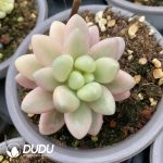 Echeveria StellaLou Beauty Series Variegated