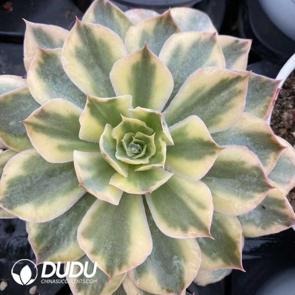 e201-508.jpg Echeveria Pink Variegated - Image 1