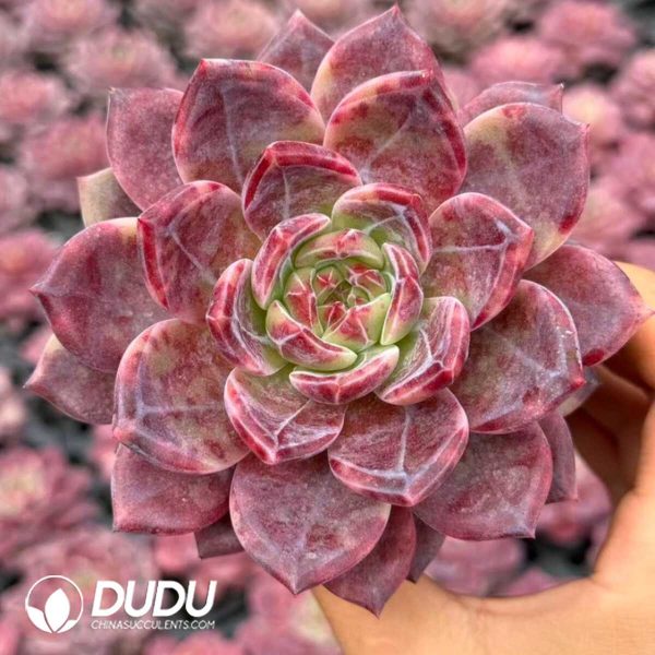 e201-51.jpg Echeveria Ecstatic - Image 1