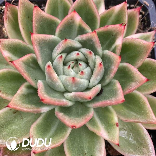 e201-510.jpg Echeveria Callisto Variegated - Image 1