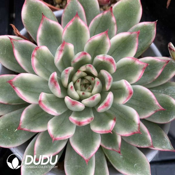 e201-511.jpg Echeveria  Luoyan Vairegated - Image 1