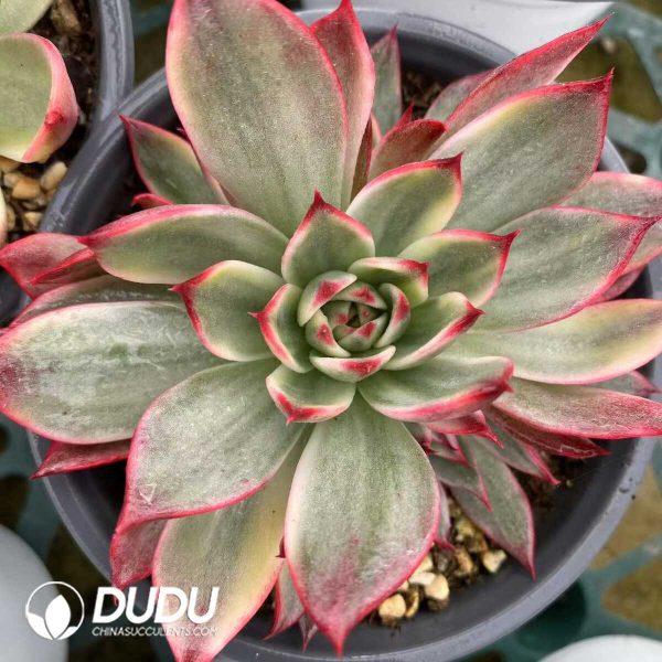 e201-512.jpg Echeveria Peach Blossom Silky Vairegated - Image 1