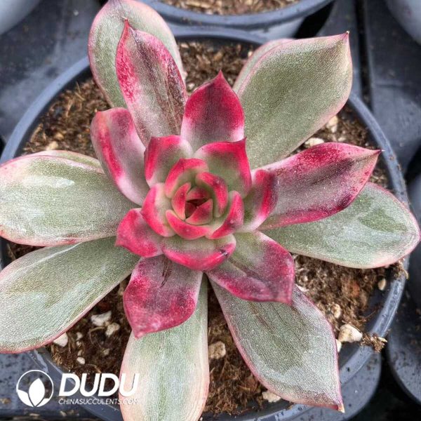 e201-513.jpg Echeveria Flaming Mountain Variegated - Image 1