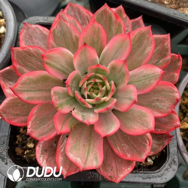 e201-514.jpg Echeveria Laulensis Variegated - Image 1