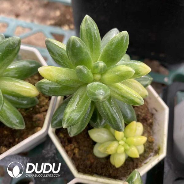 e201-515.jpg Echeveria Chiyoda Silky Variegated - Image 1