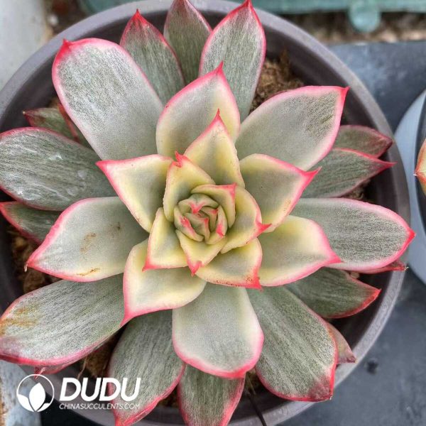 e201-516.jpg Echeveria Giselle Yellow Variegated - Image 1