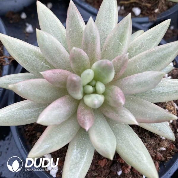 e201-517.jpg Echeveria Peach Bobo Variegated - Image 1