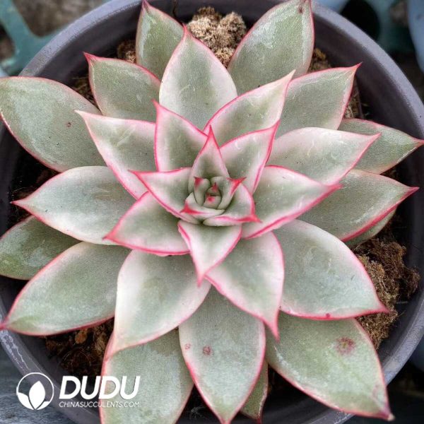 e201-518.jpg Echeveria Giselle White Variegated - Image 1