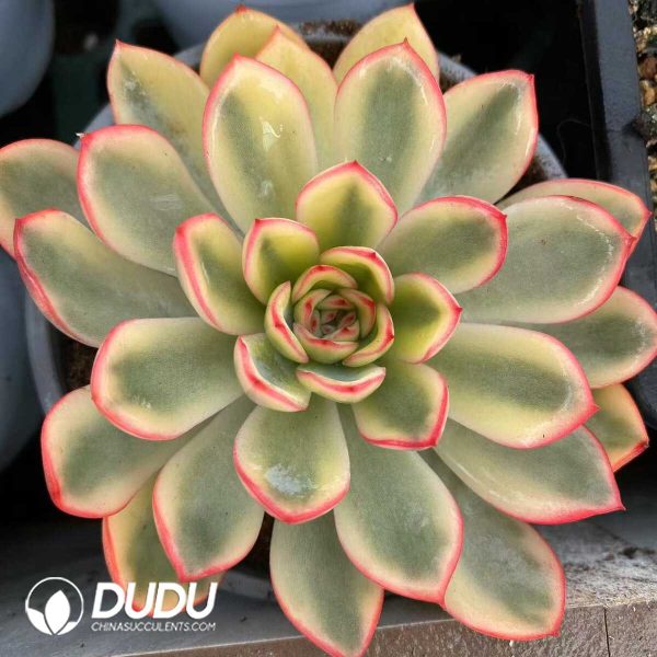 e201-519.jpg Echeveria Apus Variegated - Image 1