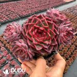 Echeveria Mokha Clustering