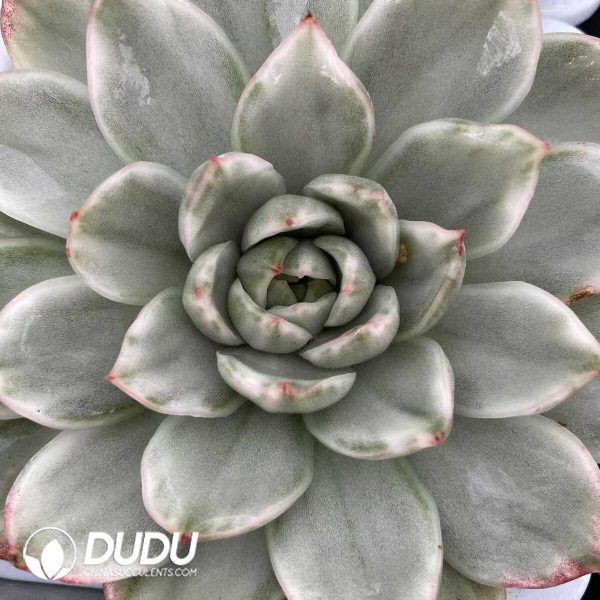 e201-521.jpg Echeveria Blue Lotus Variegated - Image 1