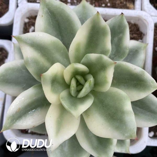 e201-522.jpg Echeveria Cuihua Variegated - Image 1