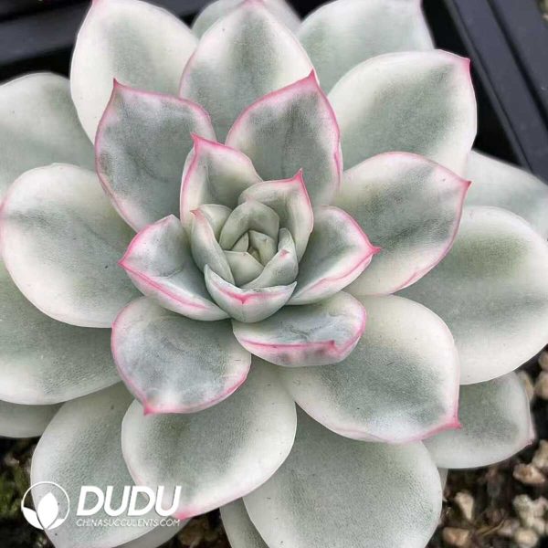 e201-523.jpg Echeveria Hansu Variegated - Image 1