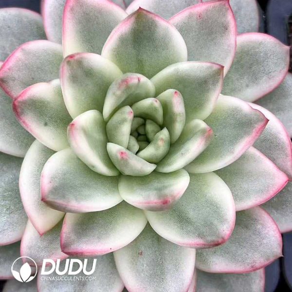 e201-524.jpg Echeveria Golden Quartz Variegated - Image 1