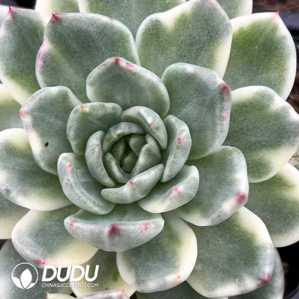 e201-525.jpg Echeveria Marble Variegated - Image 1
